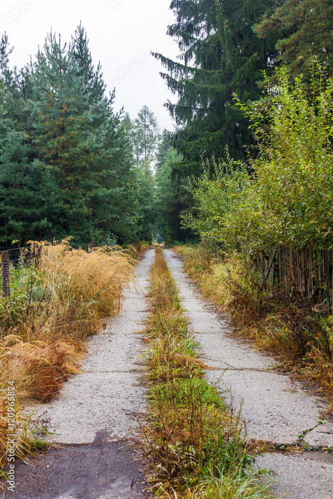 Fototapeta premium Road in autumn forest after rain.