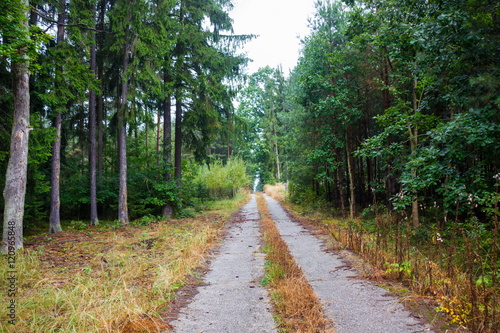 Road in autumn forest after rain.