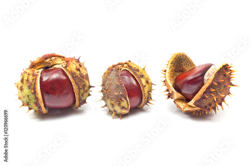 Chestnut berries isolated on white