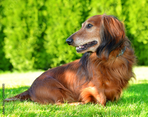 Dachshund dog on the green grass