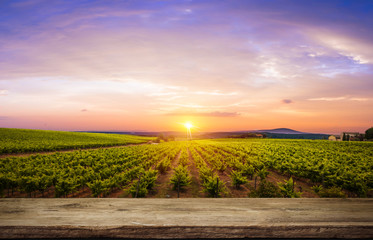 Red wine with barrel on vineyard in green Tuscany, Italy