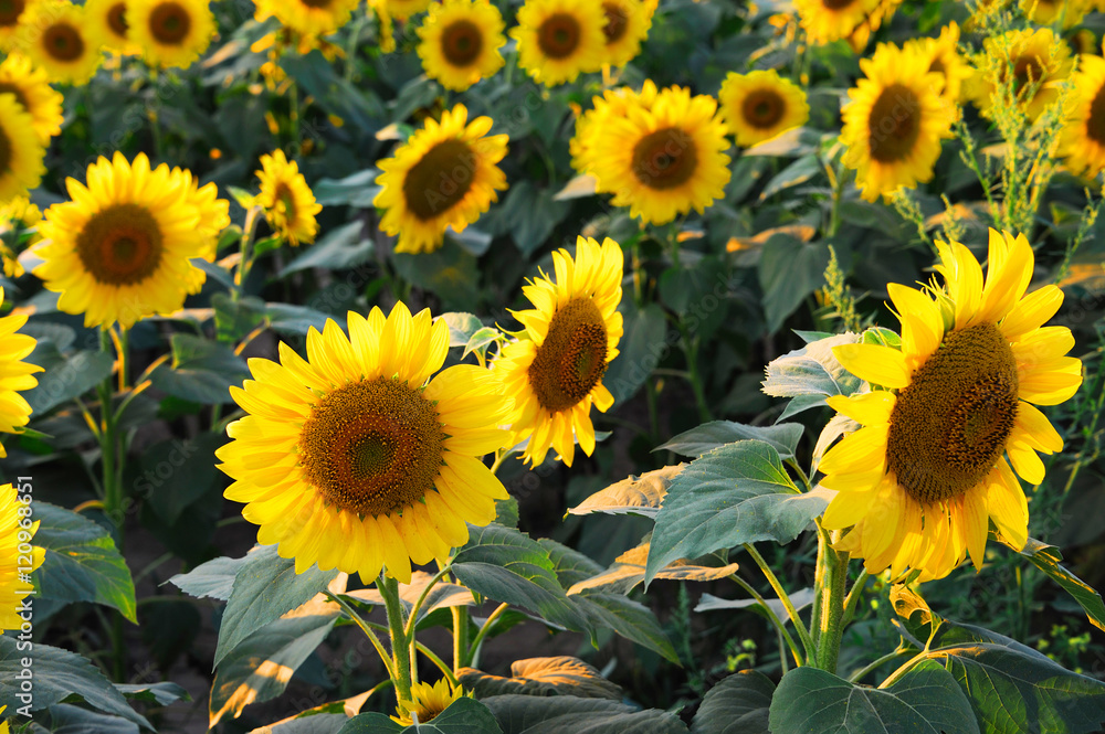sunflower blooming in the field in summer sunflower blooming in the field in summer