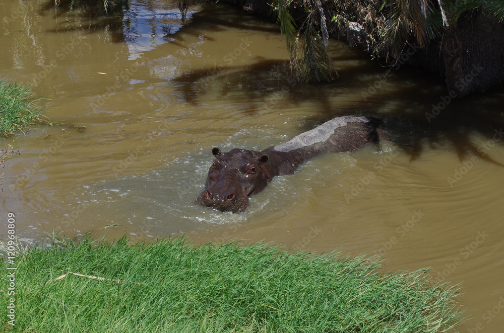 Obraz premium Hippopotame dans l'eau en Afrique