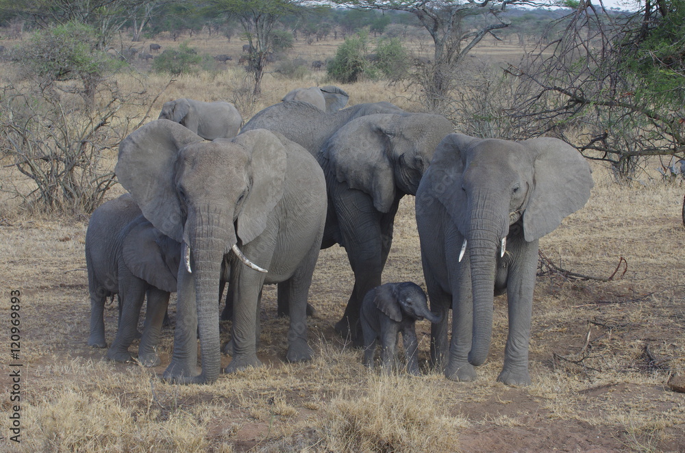 groupe d'éléphants dans la savane en Afrique