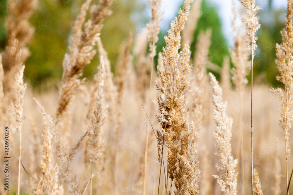Fototapeta premium braunes Gras an einem Wald