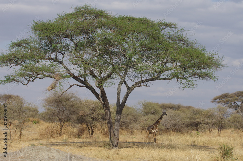 Paysage de savane en Afrique