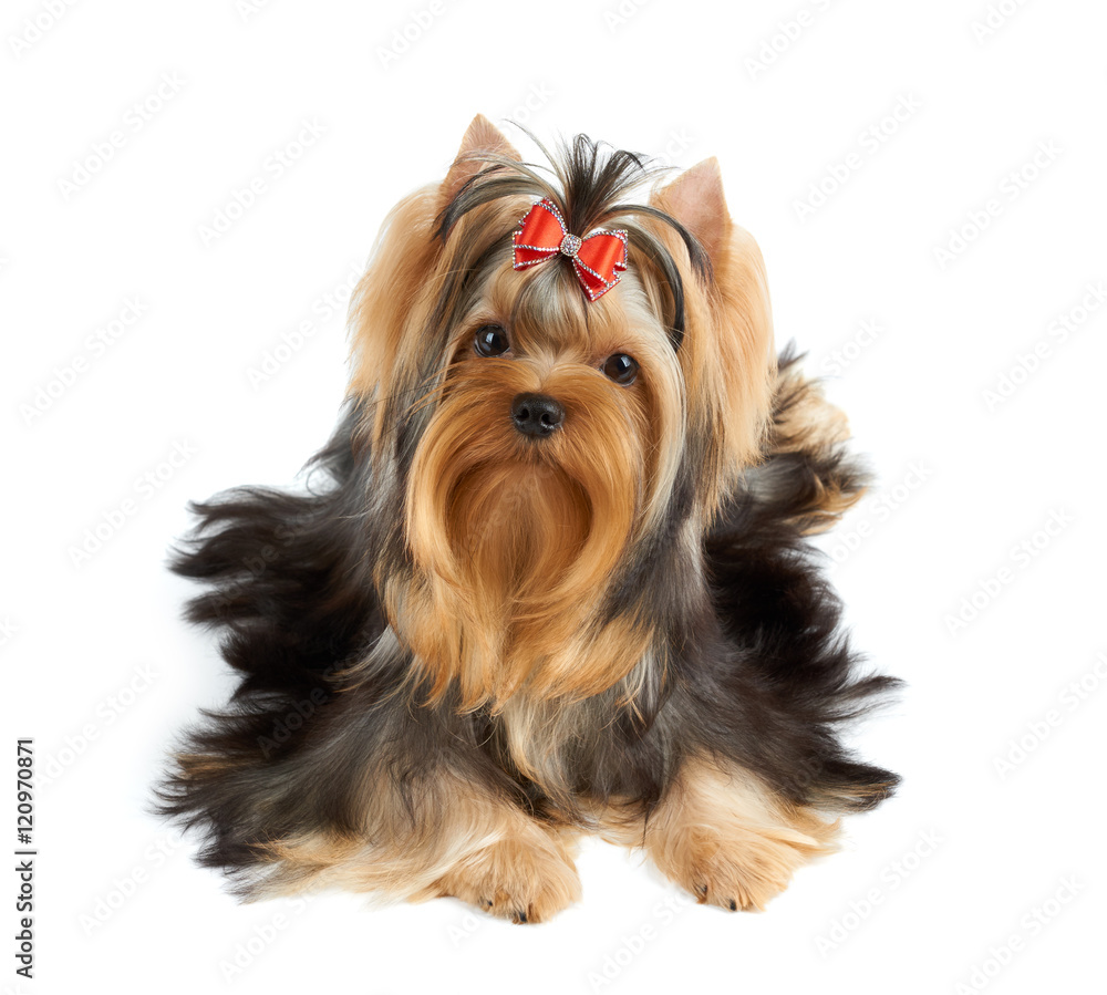 Dog with red bow Dog with red bow