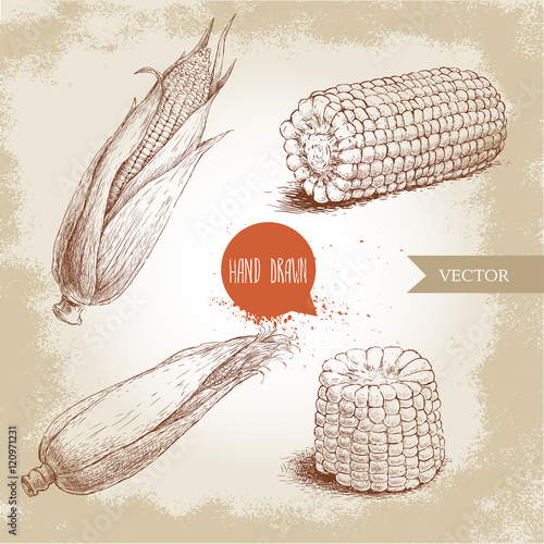 Hand drawn sketch style set of corn vegetable. Corncob with leafs. Organic cereal vector illustration. Sweetcorn food.