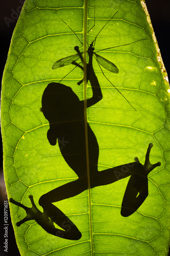 Gotcha -Frog's shadow on green leaf with one hand on crane fly