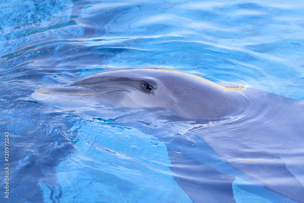 Fototapeta premium Regard de dauphin