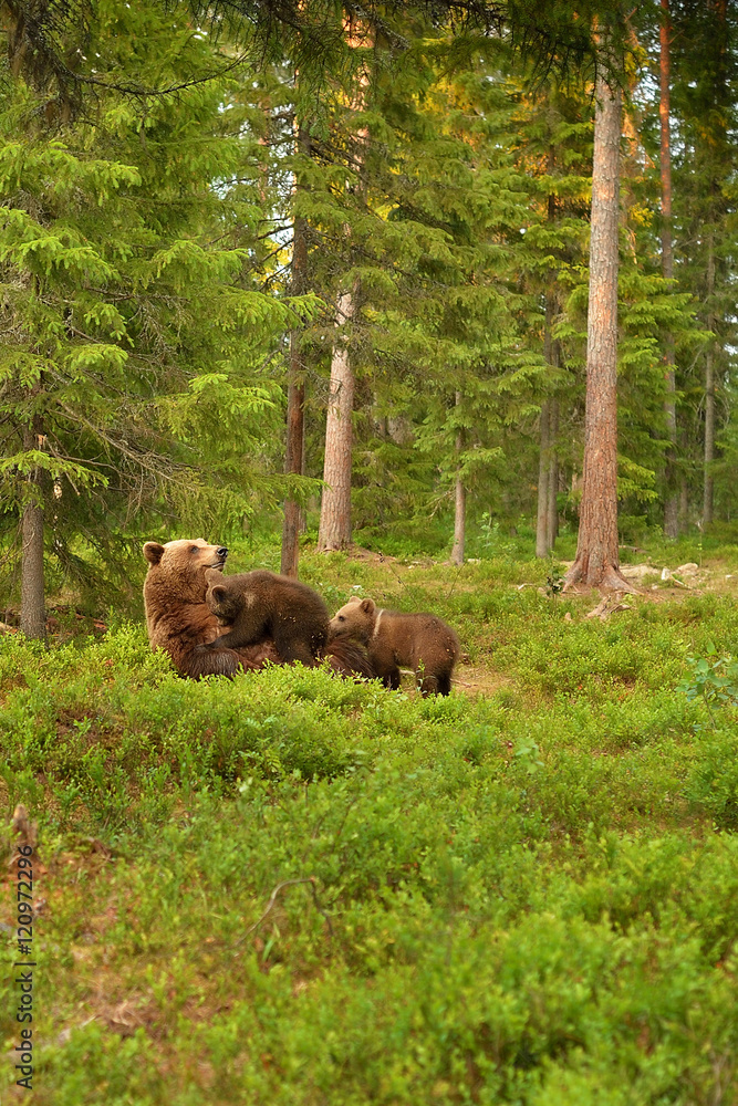 Brown bear suckling cubs in forest Brown bear suckling cubs in forest