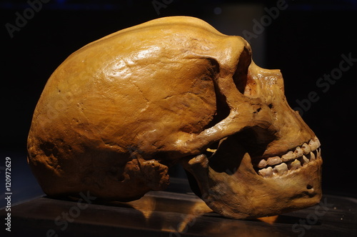 Fotografie Neanderthal skull