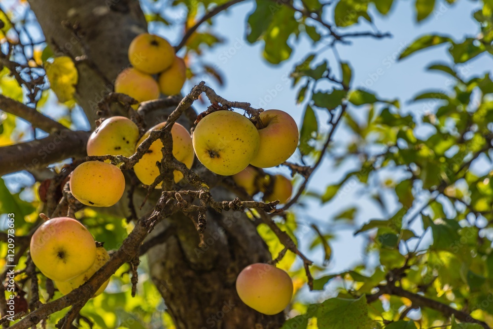 Reife Äpfel am Baum Reife Äpfel am Baum