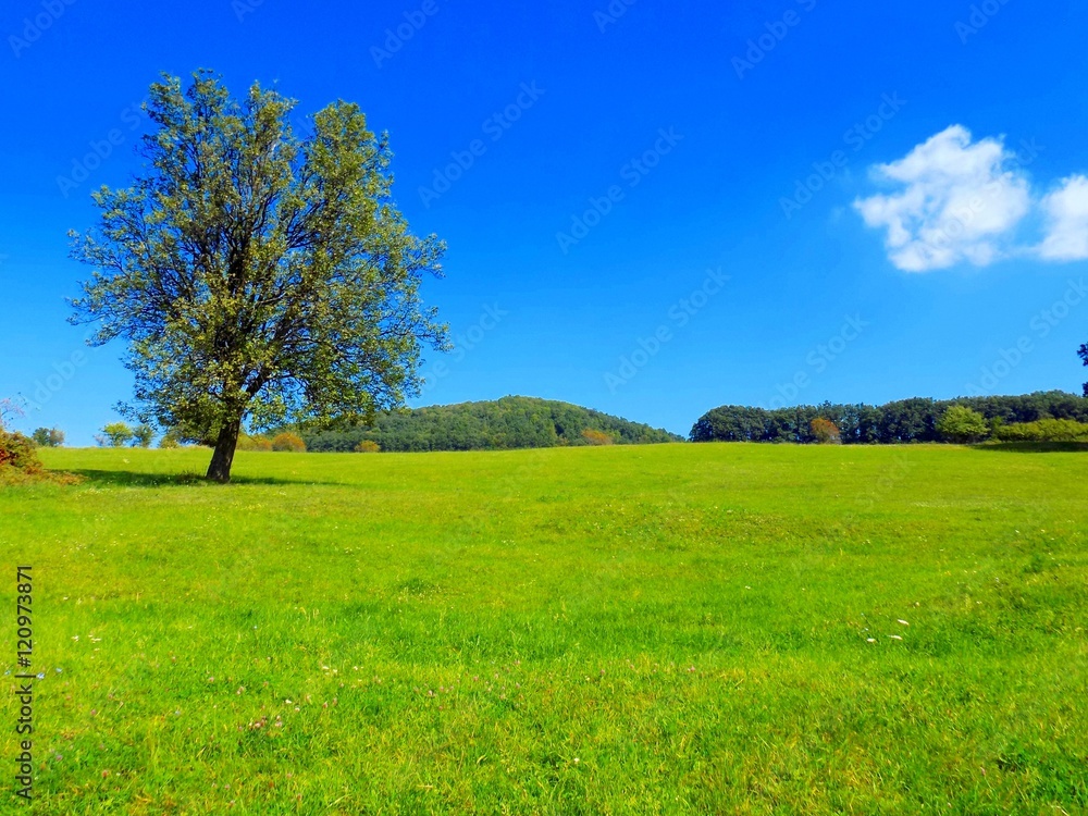 Deciduous tree on big green meadow and deciduous forest in background, blue sky with small white cloud in wild nature during day