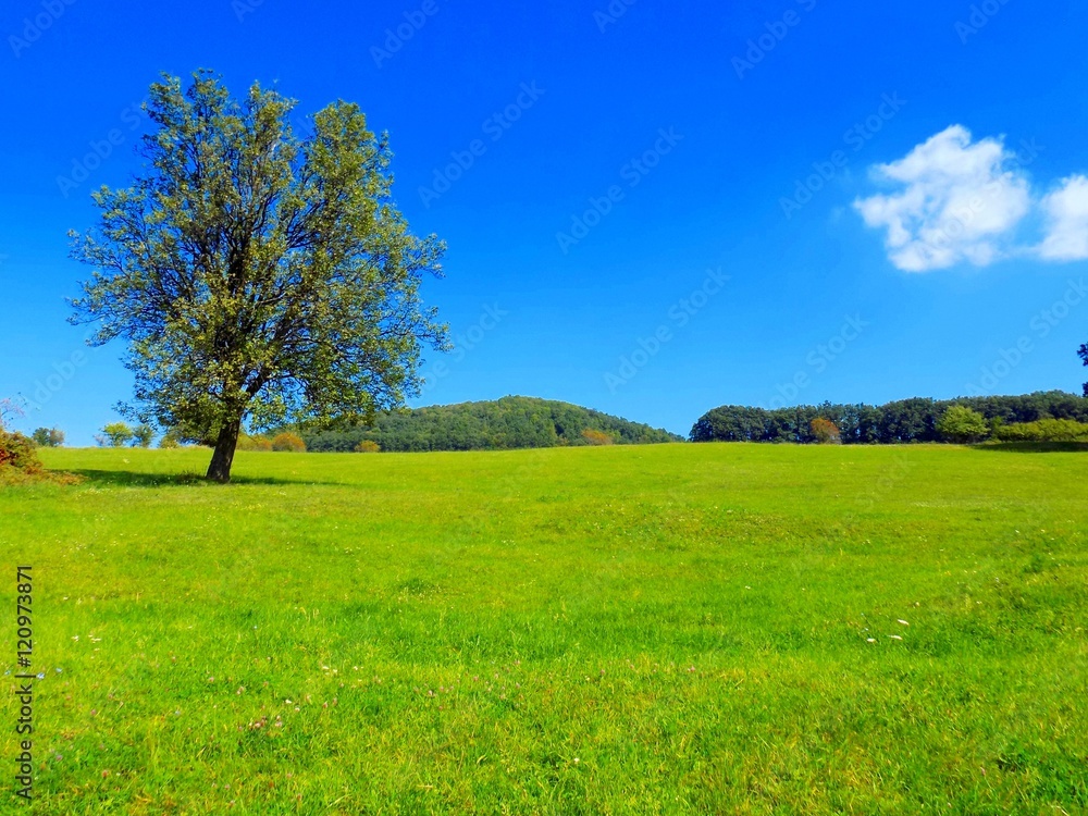 Deciduous tree on big green meadow and deciduous forest in background, blue sky with small white cloud in wild nature during day Deciduous tree on big green meadow and deciduous forest in background, blue sky with small white cloud in wild nature during day