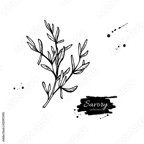 Savory vector hand drawn illustration. Isolated spice object.