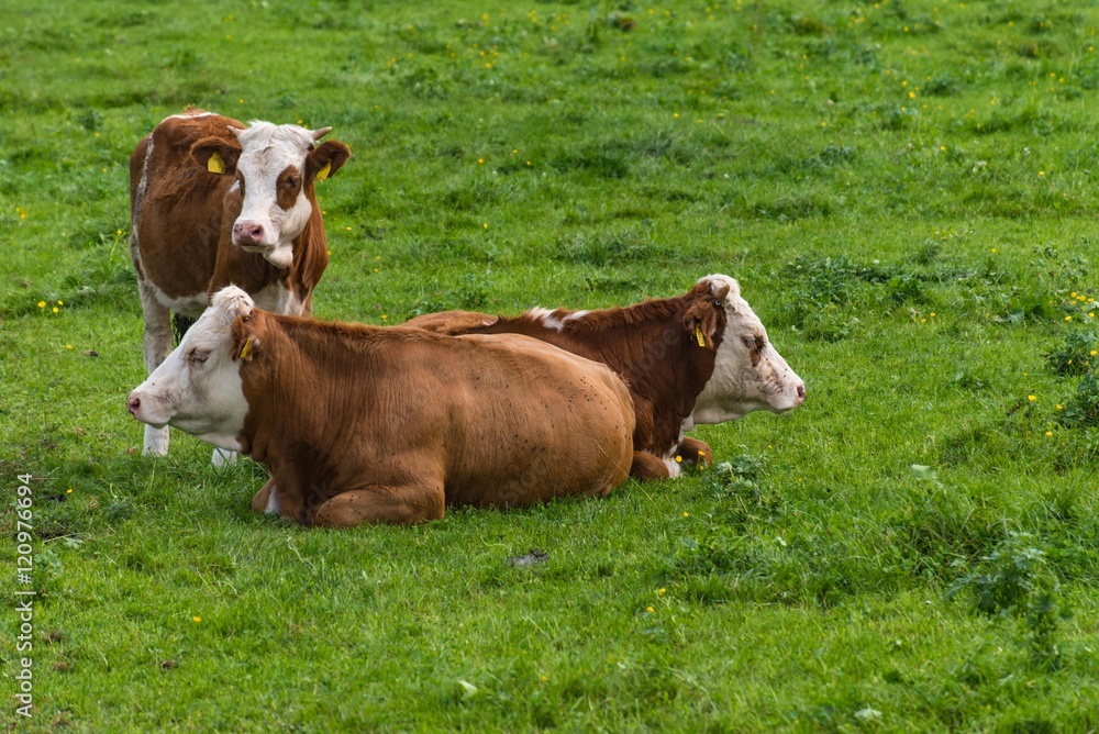 Kühe im Gras auf der Weide