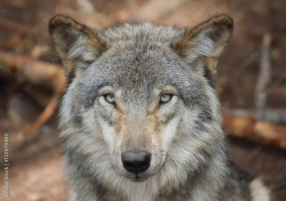 Obraz premium gros plan d un loup