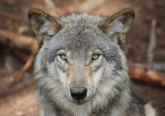 Wandcirkels Wolf Close-up van wilde wolvenkop  © karlumbriaco