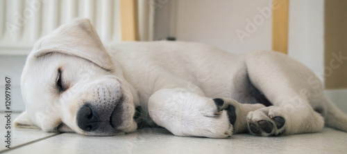 Schlafender Hund - Kleiner süßer Labrador Retriever Welpe ist müde © manushot