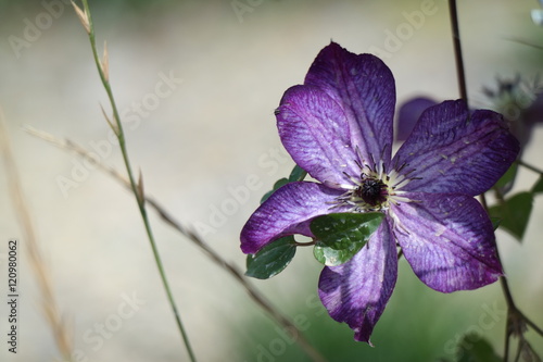 Fototapeta Naklejka Na Ścianę i Meble -  Makro von Lila Blume - Geranie