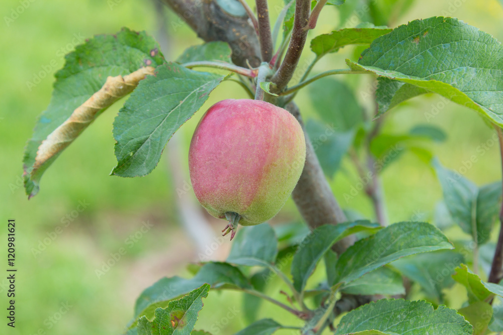 apple hanging on the apple tree branch selective focus apple hanging on the apple tree branch selective focus