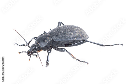 Black beetle on a white background