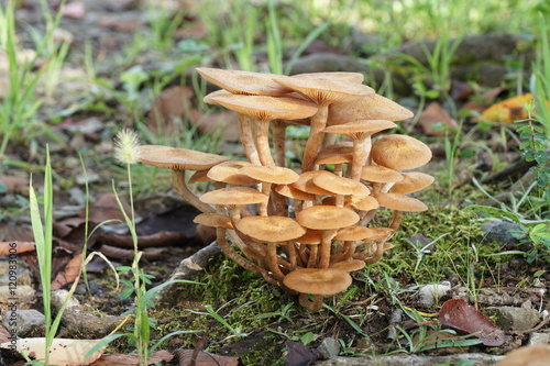 Close-up of mushroom(Armillaria tabescens)
