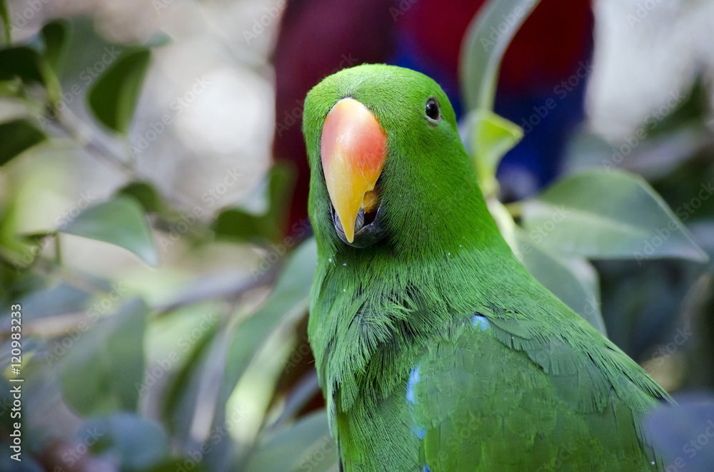 Naklejka premium electus parrot