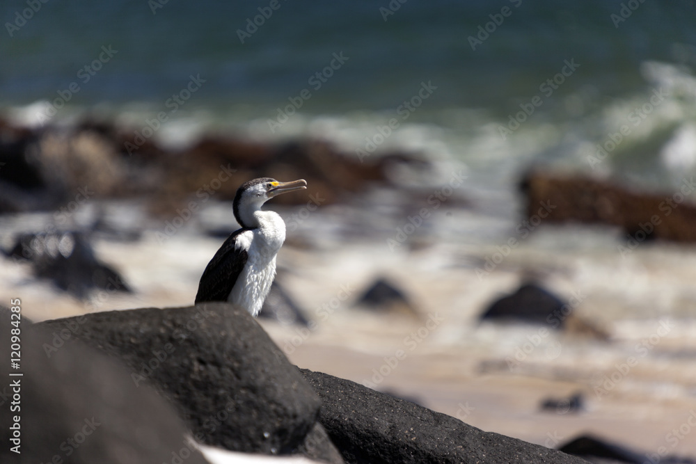 Fototapeta premium Australasian darter or Australian darter 