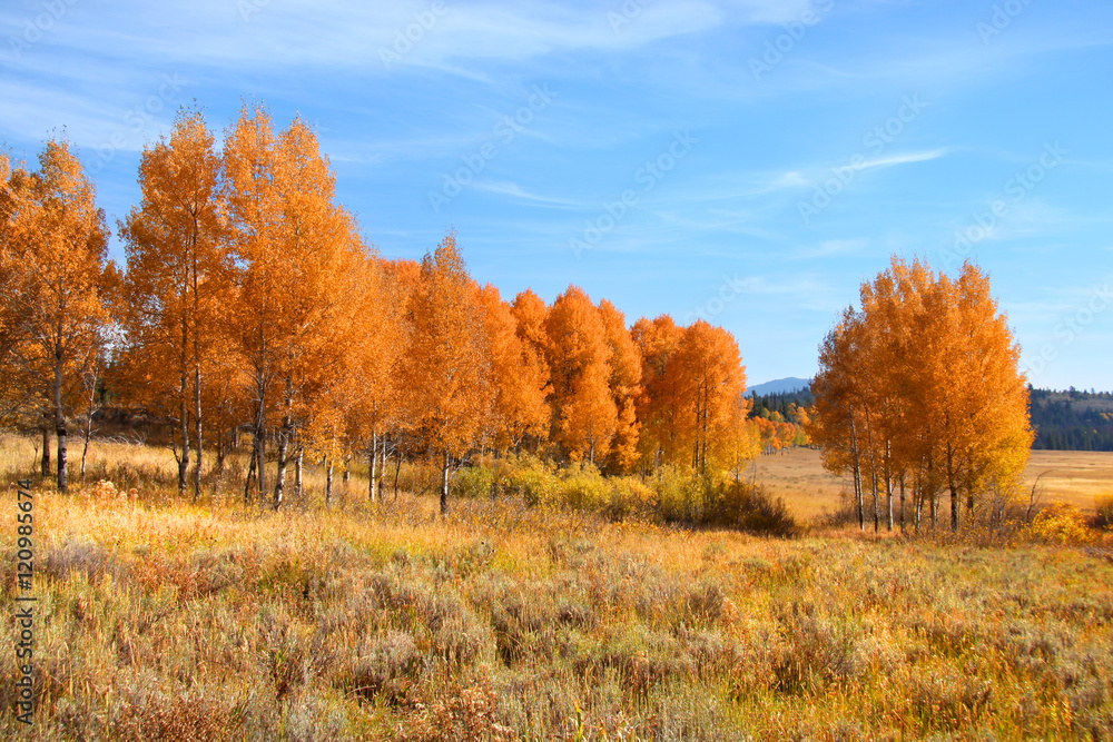 Autumn trees in Yellowstone national park