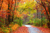 Beautiful alBeautiful alley in colorful autumn timeley in colorful autumn time