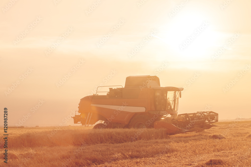 Fototapeta premium wheat field at sunset in backlight with a combine harvester in a