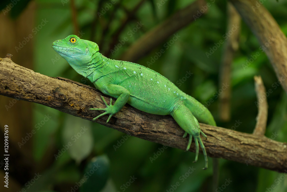 Plumed basilisk (Basiliscus plumifrons) Plumed basilisk (Basiliscus plumifrons)