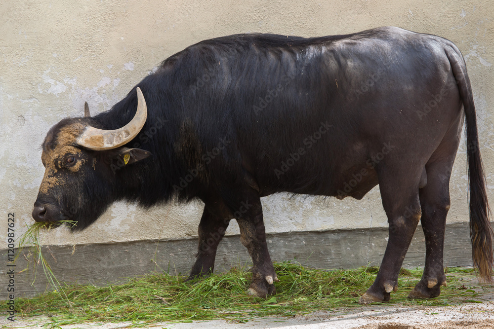 Asian water buffalo (Bubalus bubalis) Asian water buffalo (Bubalus bubalis)