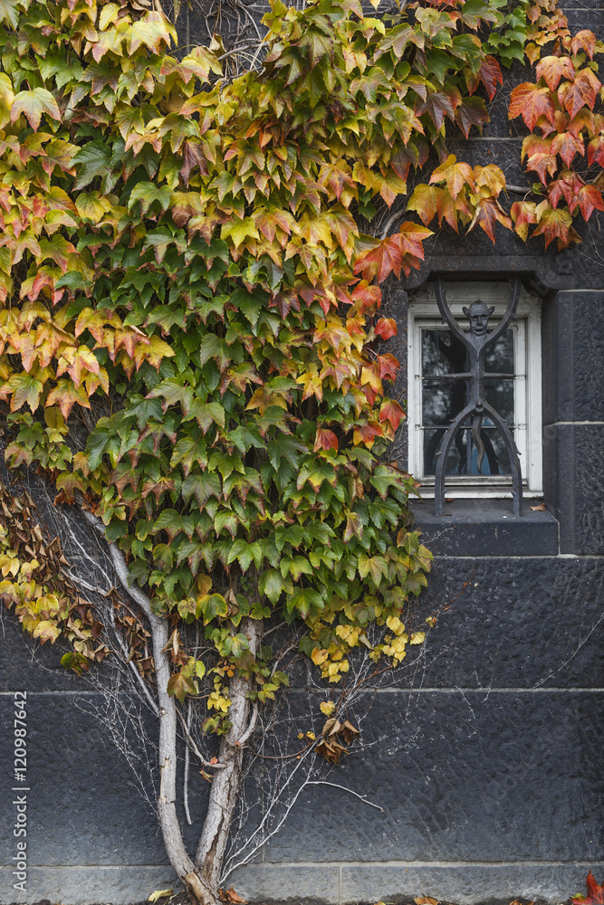 Boston ivy growing on concrete wall with small window in autumn Boston ivy growing on concrete wall with small window in autumn