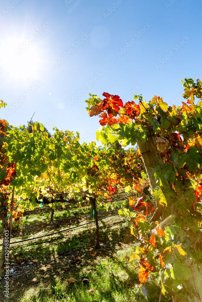 Grape vineyard in autumn. Colorful foliage. Sun flare. Grape vineyard in autumn. Colorful foliage. Sun flare.