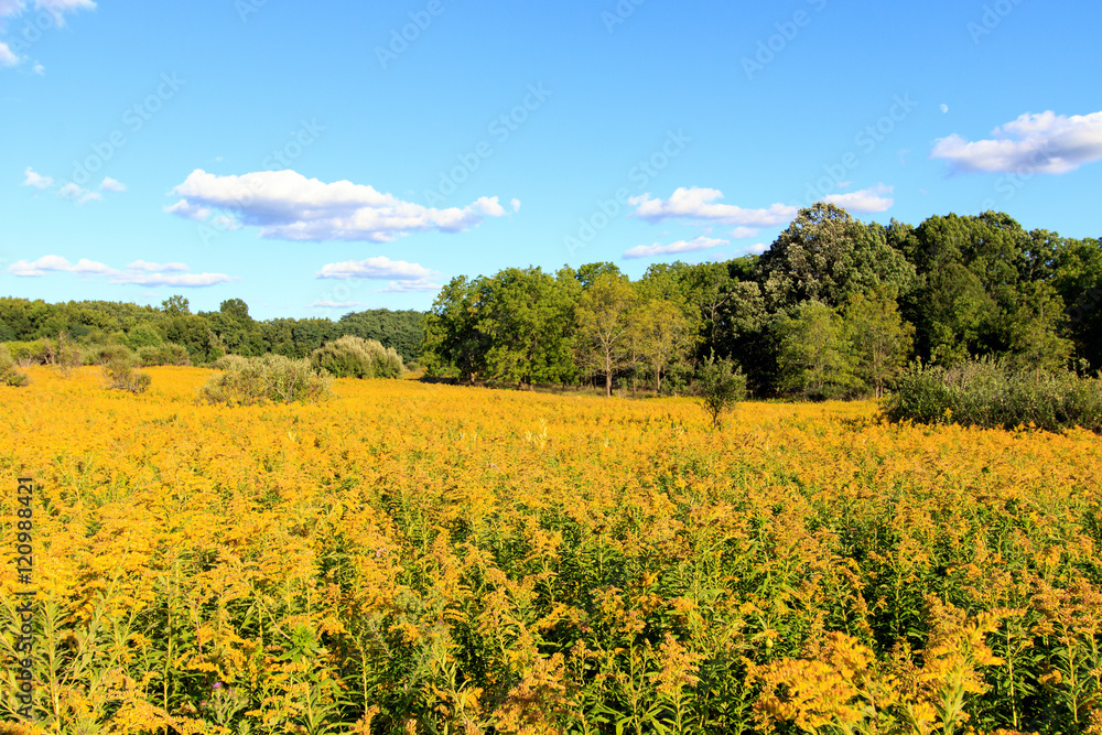 Wide angle field of goldenrod in the woods; bad for people who suffer from allergies