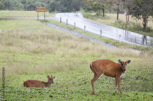 barking deer in khaoyai national park thailand
