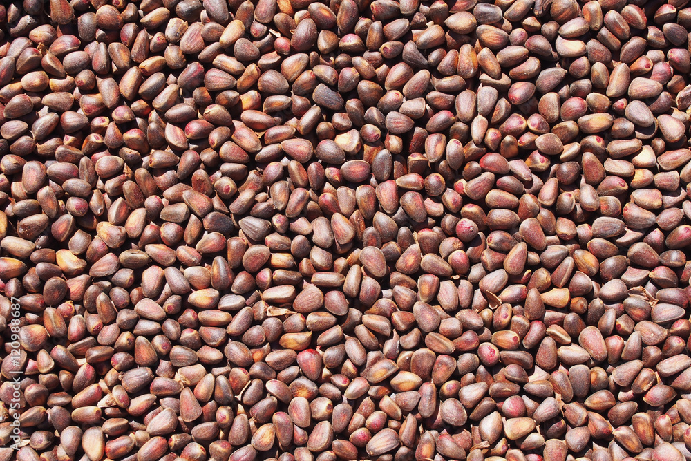 Background made of cedar nuts Background made of cedar nuts