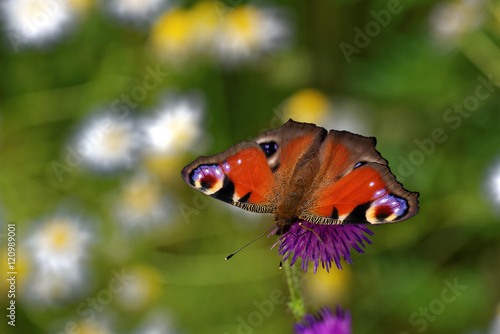 Peacock butterfly