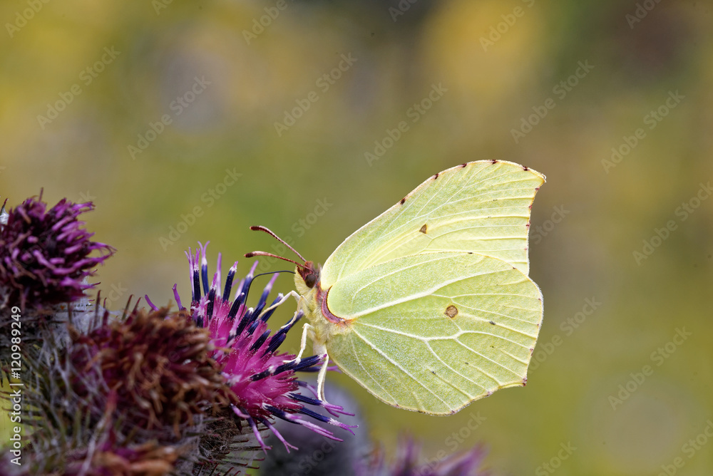 Birmstone butterfly