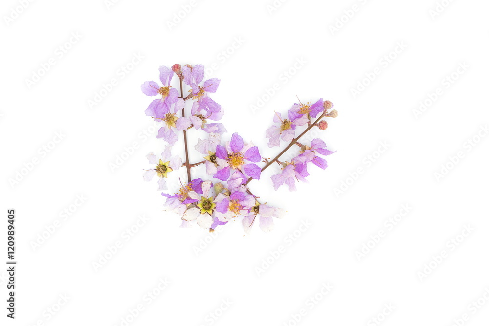 Fototapeta premium Lagerstroemia floribunda Purple flower (Cananga odorata) Annonaceae,on white background.