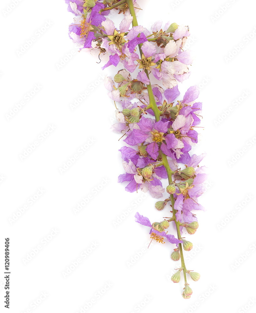 Fototapeta premium Lagerstroemia floribunda Purple flower (Cananga odorata) Annonaceae,on white background.