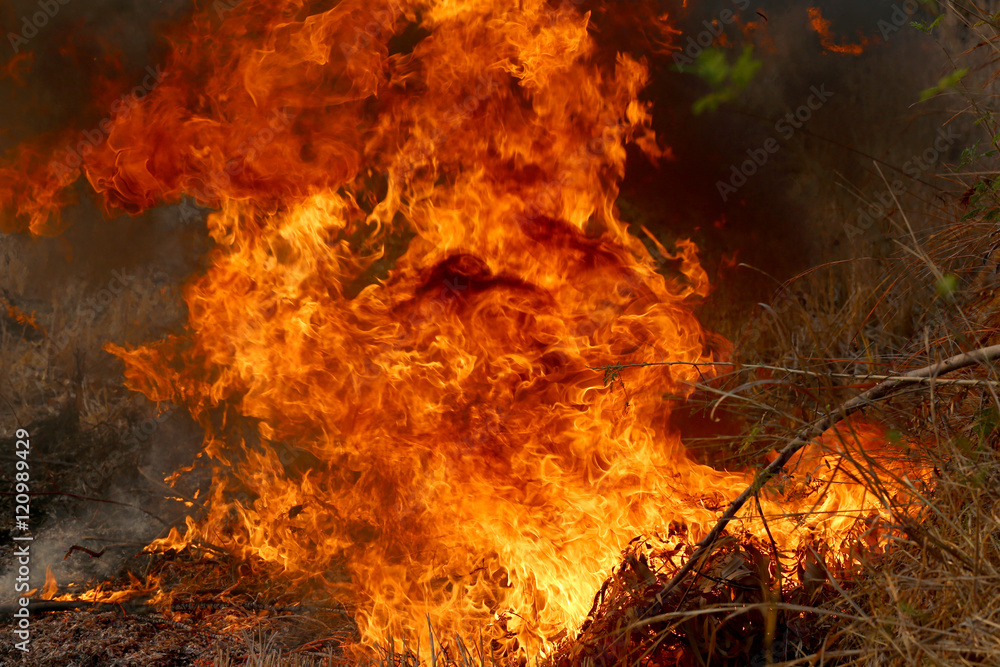 Summer wildfires burning in the Forest at rural area of Khon Kae Summer wildfires burning in the Forest at rural area of Khon Kae