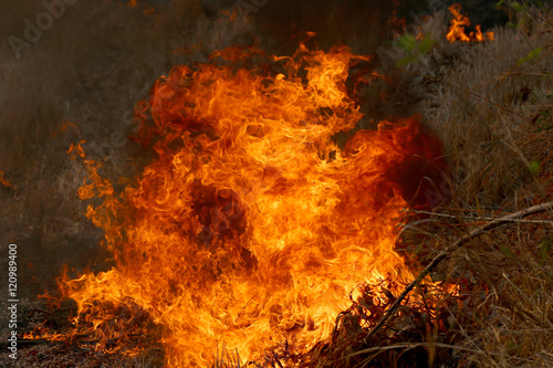 Summer wildfires burning in the Forest at rural area of Khon Kae