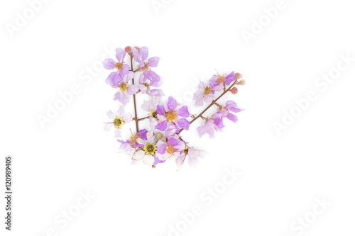 Lagerstroemia floribunda Purple flower  Cananga odorata  Annonaceae on white background.