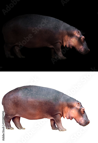 hippopotamus on dark and white background