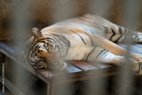 tiger in a zoo cage