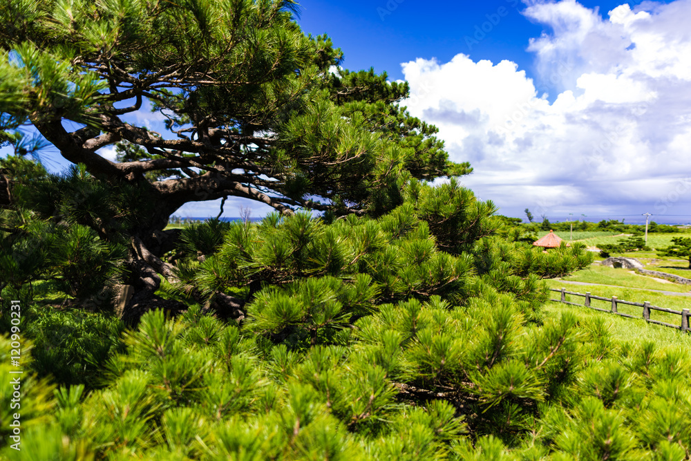 Ryukyu pine, landscape. Okinawa, Japan, Asia.